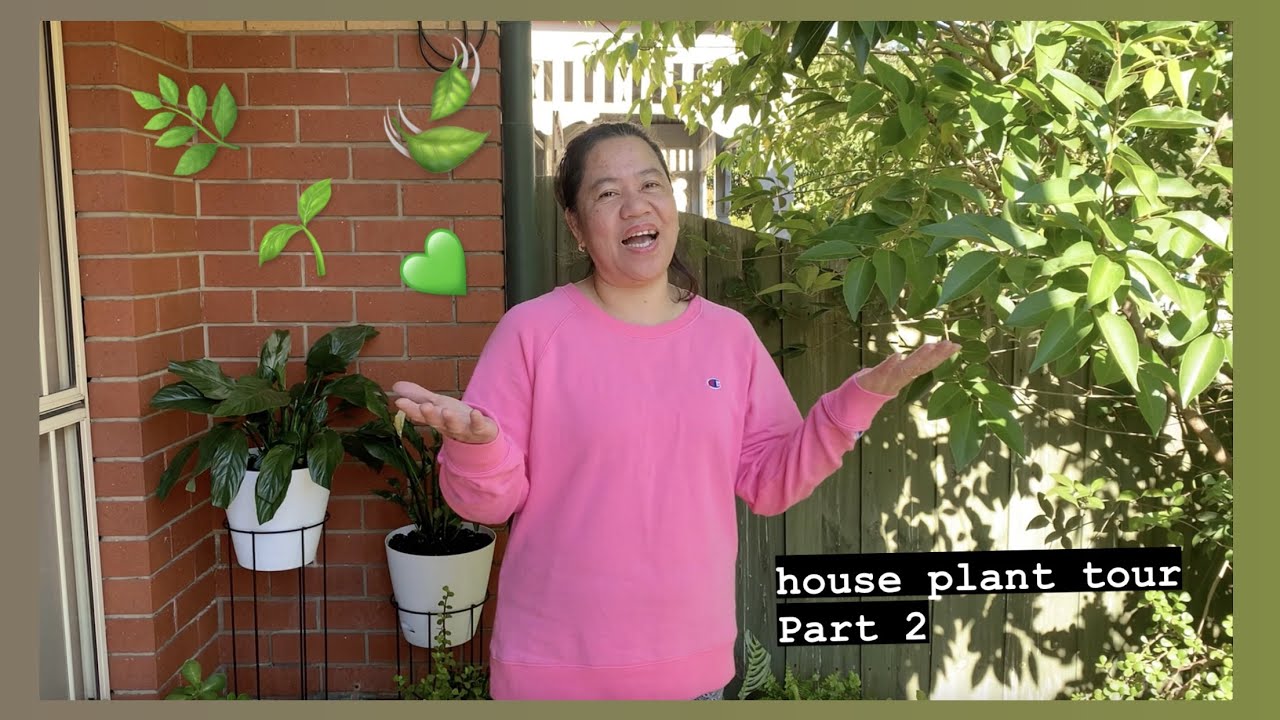MY HOUSE PLANT TOUR (PART 2) - YouTube