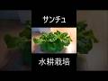 サンチュの水耕栽培 #家庭菜園 #水耕栽培 #料理 #shorts