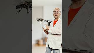 The screw fly