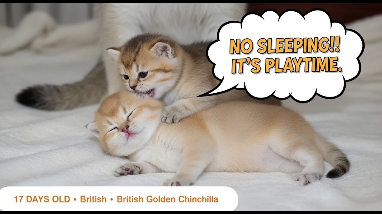 17 Day Old Kitten Refuses to Sleep… Chaos Ensues