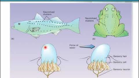 Lateral Line System and Mechanoreceptors | Animal Form & Function 1 (Theory) | ZOO516T_Topic071