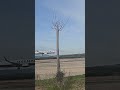 Faro Airport Ryanair 737-8 landing