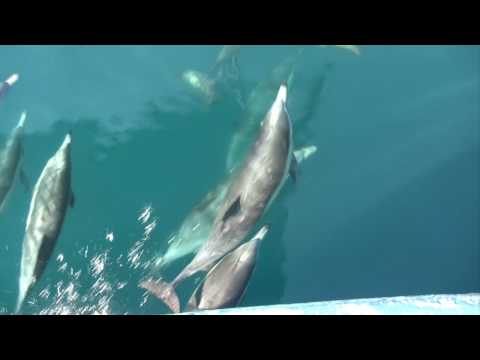 Dolphins jumping and playing in front of the boat.