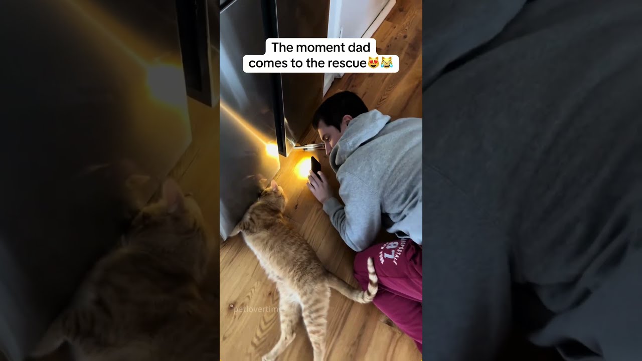 That Kitty Says Mom Please Reward Your Little Treasure Cat Catsoftiktok Catlover Funny