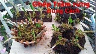 Chia sẻ các cách ghép mầm gốc trầm rừng