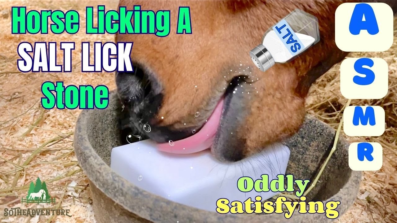 Horse LICKING A SALT LICK Stone ASMR😋🧂Oddly Satisfying + Relaxing Horse Sounds / Horse Care