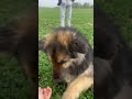 #dance #psy #dancechallenge #thatthat #germanshepherd #дрессировкасобак #собака #dog #дрессировка