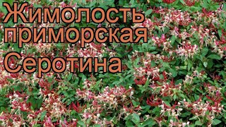 Жимолость приморская Серотина (lonicera serotina) 🌿 обзор: как сажать, саженцы жимолости Серотина Жимолость приморская Серотина (lonicera serotina) 🌿 обзор: как сажать, саженцы жимолости Серотина