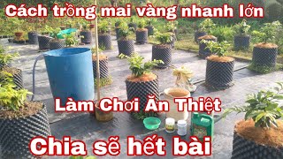 Cách tưới dưỡng rễ cộng phân để cây phát triển tốc độ.