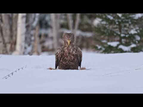 Video: Eagle'i suurim hilisem rekord on üle jõudnud 