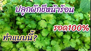 ปลูกผักชี หน้าร้อนปลูกอย่างไร?ถึงรอด