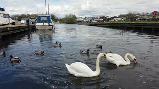 🇮🇪☘ MUTE SWANS🦢MALLARD DUCKS🦆POCHARD DUCK🦆GULLS🕊KINNEGO MARINA IRELAND💧HELP site WATCH video🙏sub🙏😇💖