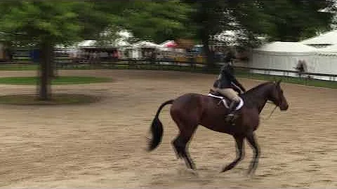 Video of MADISON ridden by HILARY GERHARDT from Sh...