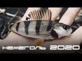 Зимний спиннинг | Микроджиг | Нежеголь 2020