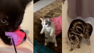 Most funny Angry Cats Super Pets Reaction Videos | KDC365