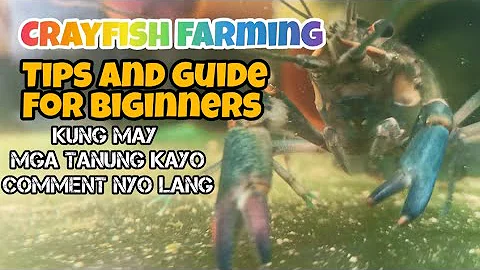 Crayfish farming tip's and guide for beginners