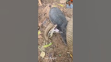 Mang ủng cao du rắn cắn có sao không #animals #dongvat #thưgiãn #shortvideo #snake #shorts #wildlife