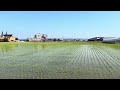 2026年5月18日　新潟県￼三条市で田んぼは苗の草丈が伸びて緑に見え始めた￼