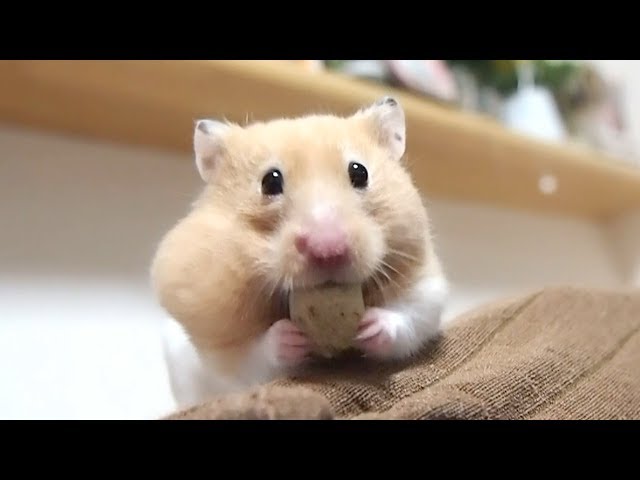 大人ハムスターの詰め込みはハンパない！おもしろ可愛い癒しハムスターAdult Fuuny hamsters pack a lot in a cheek pouch!