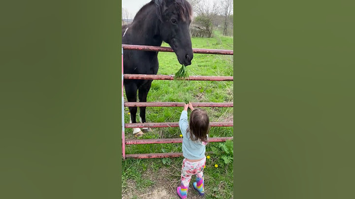 Adorable Girl Feeds Horse