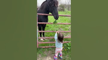 Adorable Girl Feeds Horse