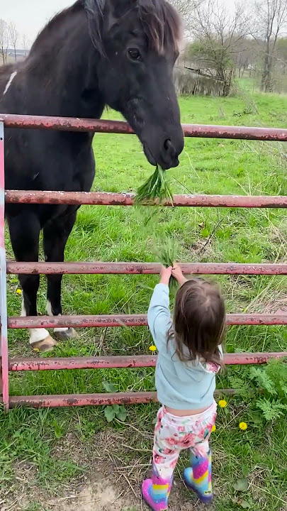 Adorable Girl Feeds Horse