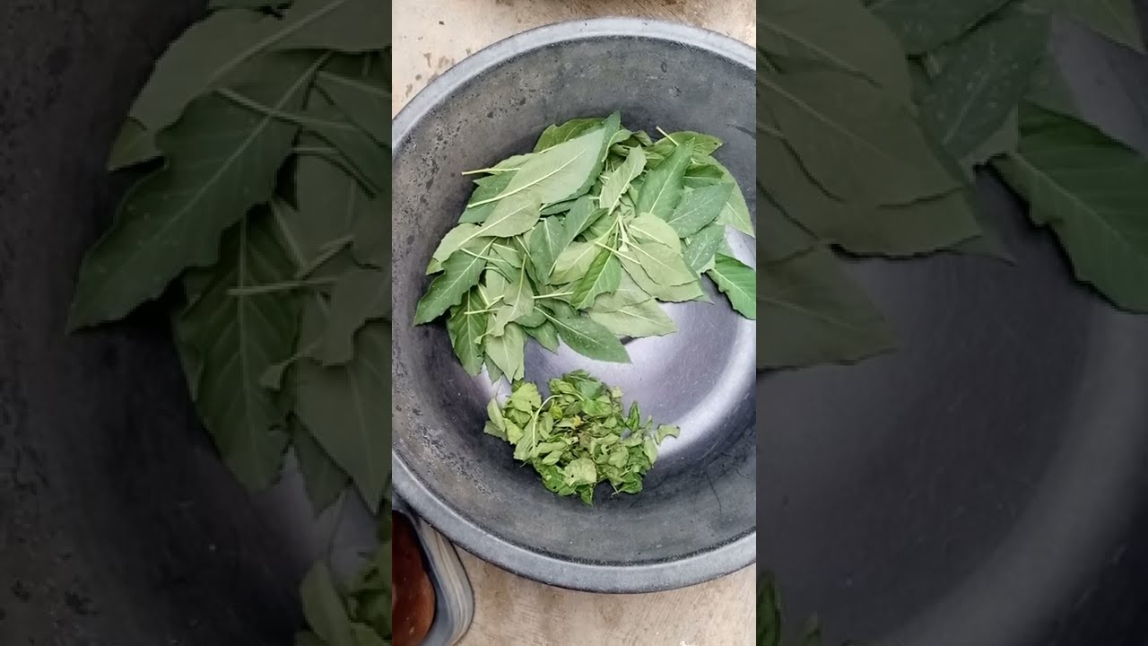 HOW TO TREAT COCCIDIOSIS ORGANICALLY IN BROILERS PRODUCTION. YouTube