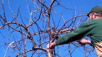 Pruning Semi-Dwarf, Trellised Apple Trees.mp4