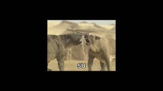 Diprotodon: El marsupial más grande que existió en la Tierra.#Diprotodon #Megafauna #Prehistoria