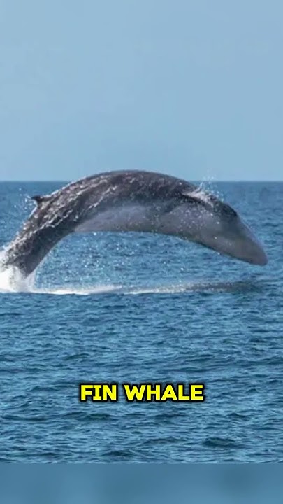 Top 5 Biggest Animals In The World shorts facts viral Top5 biggest top-5-biggest-animals-in-the-world-youtube