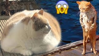 #самые толстые#самые смешные#коты| смешные толстые коты