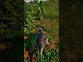full video on my profile #shorts #theisle #triceratops #ceratosaurus #funnyshorts