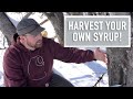 How to Tap Trees for Syrup | Free Sweetener!