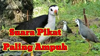 Suara Pikat Ruak Ruak Pemanggil Jantan Dan Betina..!!