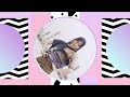 JY『好きな人がいること –Seiho Remix-』Music Video