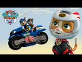 Wild cat et moto pups sauvent chase et la meute de ruff ruff  paw patrol dessins anims