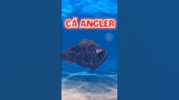 LOÀI CÁ BIỂN NÀO ĐÁNG SỢ NHẤT | 😨 #fact #amazingfacts #megalodon