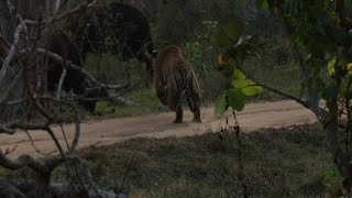a male tiger's hunting attempt failed