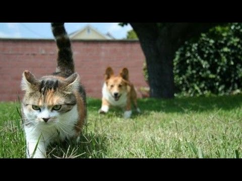 dogs-annoying-cats-–-funny-dogs-&-cats-compilation