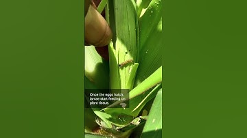 The first step in controlling a pest is learning about it. Here’s a little bit about Fall Armyworms…