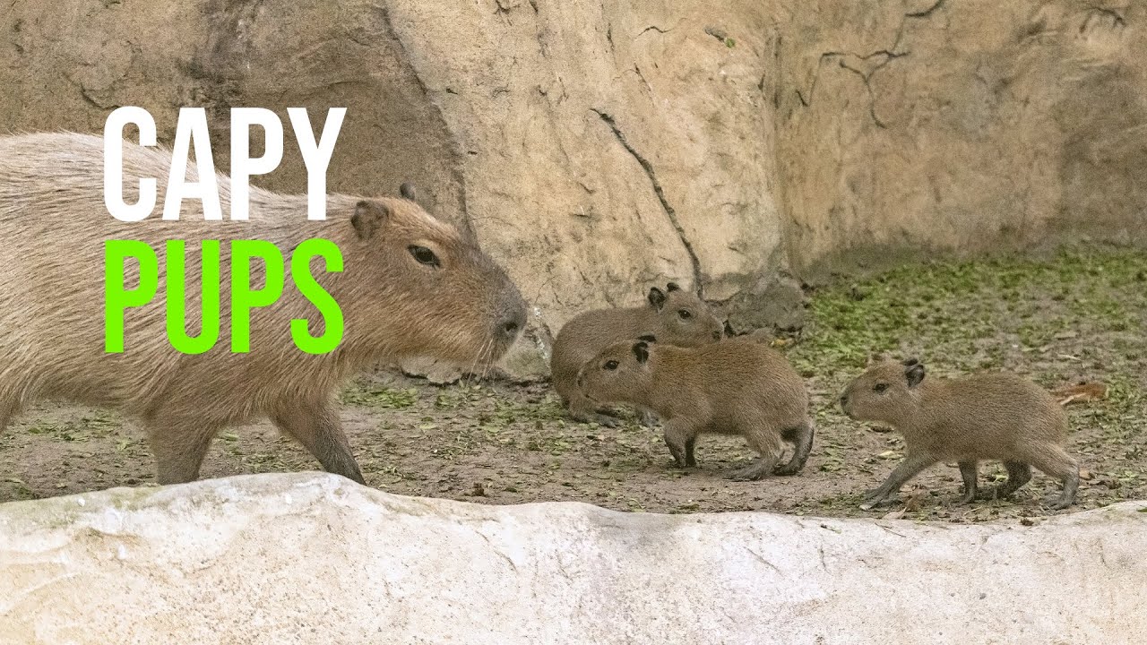 Houston Zoo's baby boom continues with new capybara pups