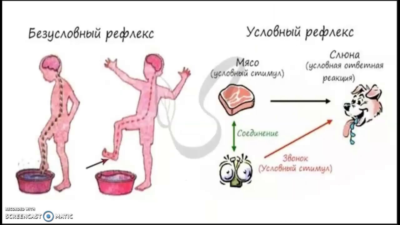 Как происходит рефлекс. Рефлексы человека биология 8 класс. Безусловные и условные рефлексы биология 8 класс. Безусловный рефлекс это в биологии. Условный рефлекс это в биологии 8 класс.