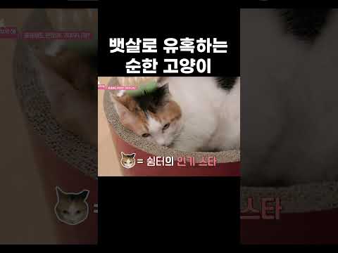 매일 확대되는 고양이 <strong>금강불괴</strong> #shorts