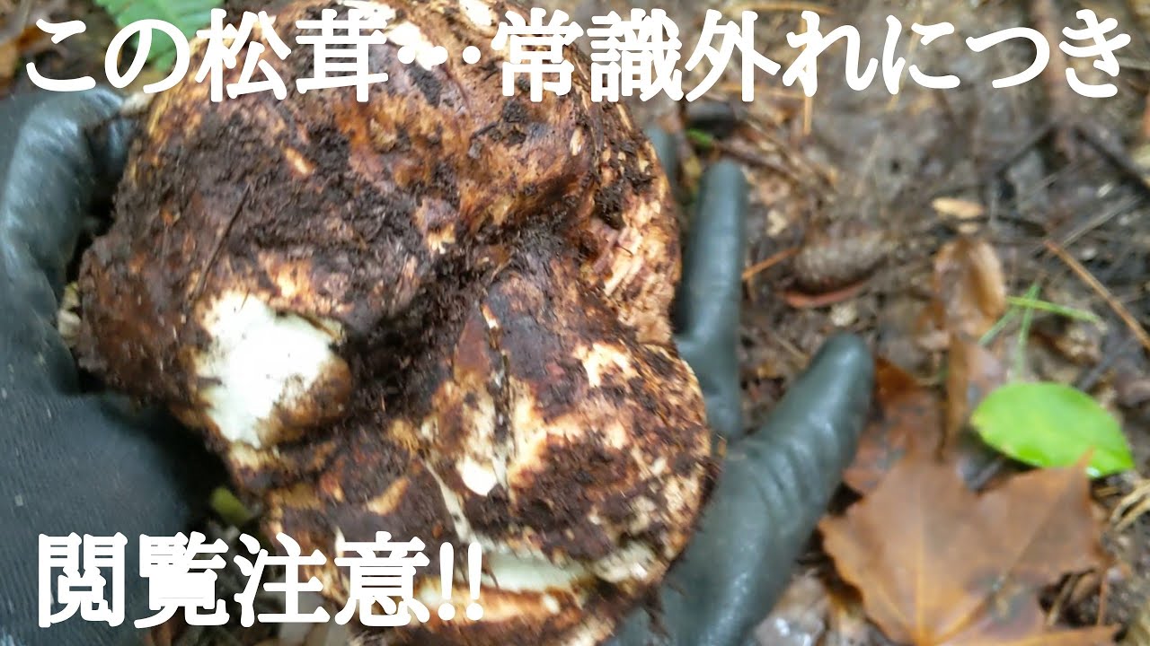 異常な迄に採れ続ける松茸…激戦区で見つからずに俺達を待っていた!!#松茸#熊#舞茸