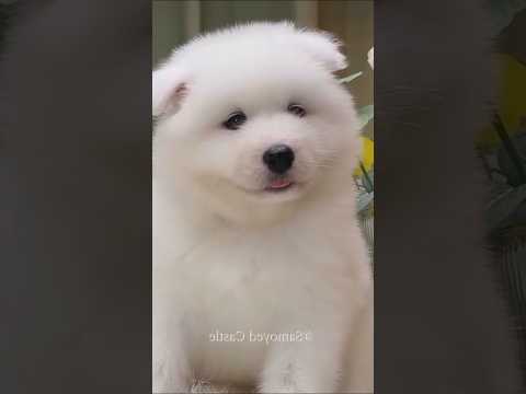 サモエドさん見て癒されたら寝ろwww #動物 #イヌ #サモエド