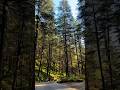 Through the Woods🌲🛣️ #stillwalk #himachalpradesh #india #pahadi#travel #nature#forest #dailyshorts