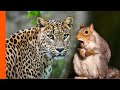 Leopard Hates Squirrel Alarm Call | Predator Perspective | Love Nature