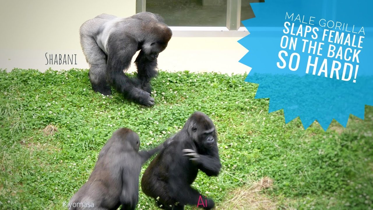 Young Male Gorilla Slapping Female On The Back The Shabani Family