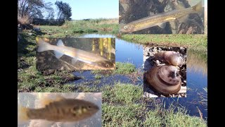 Native Fish from Condah Drain