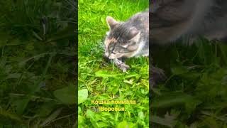 Кошка поймала воробья…. #shortvideo #кошка #птица #москва #Shorts